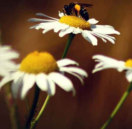 دانلود آهنگ دریا مرتضی جعفرزاده